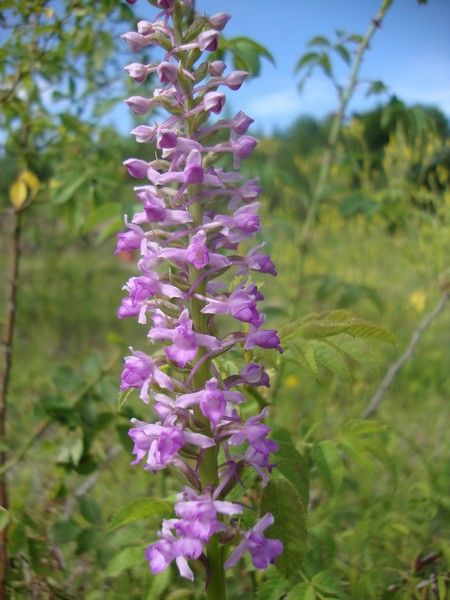 DSC01089_MV_2010 (1)