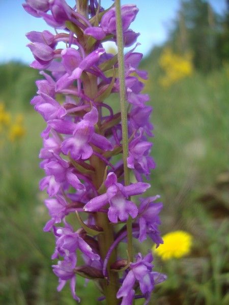 DSC01121_MV_2010 (1)