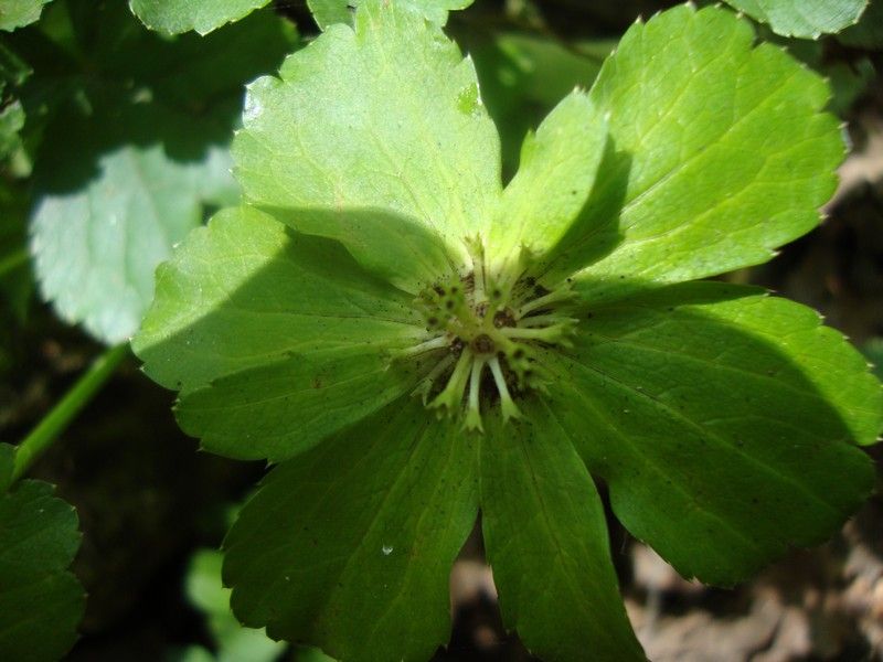 DSC01172_MV_2010 (1)