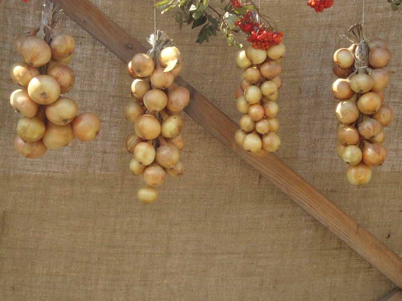 DSC01531_Biojarmark_2010 (1)