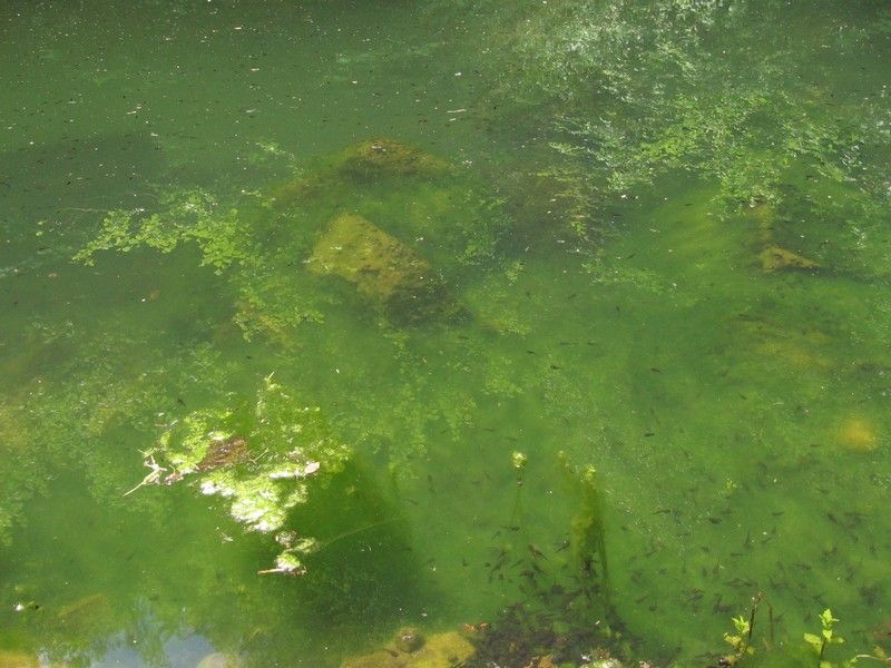 IMG_2588_MV_C_2010 (1)