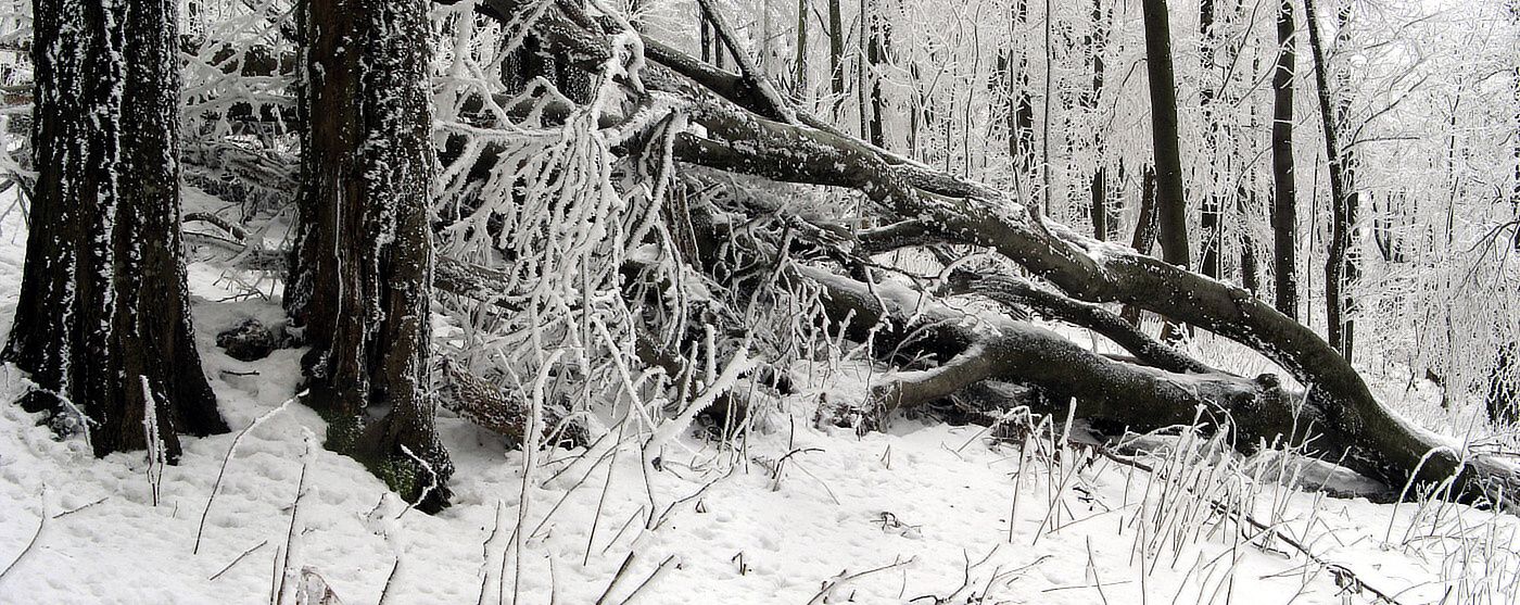 Pnrm_prales_Javorina_1 (1) Pnrm_prales_Javorina_1 (1)