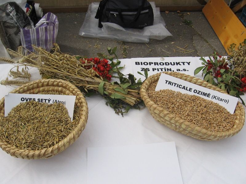 dozinky_Velka_08_018 (1)