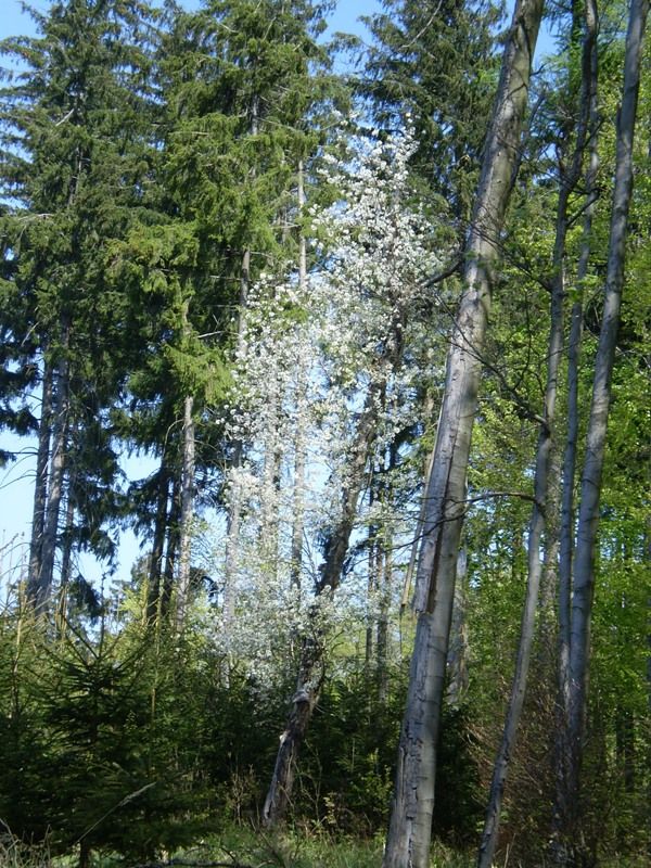 jarni_vylet_26_4_2009_015 (1)