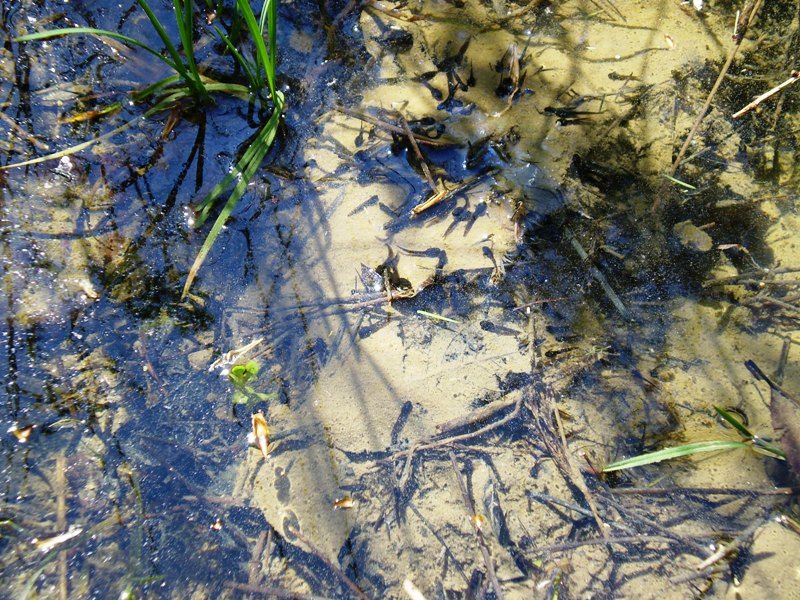 jarni_vylet_26_4_2009_031 (1)