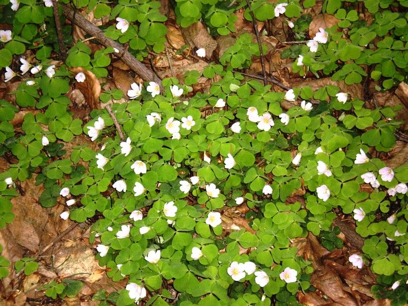 jarni_vylet_26_4_2009_035 (1)