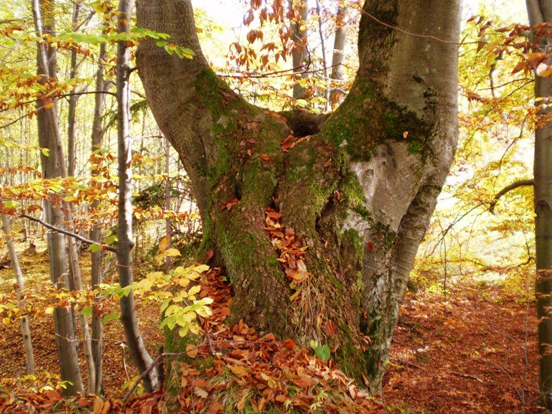 priroda_2008_030 (1)